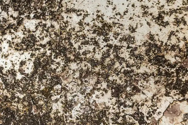 Crawl Space Mold Expertise You Can Check